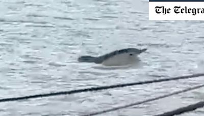 Watch: Lone dolphin swims up the Thames to London