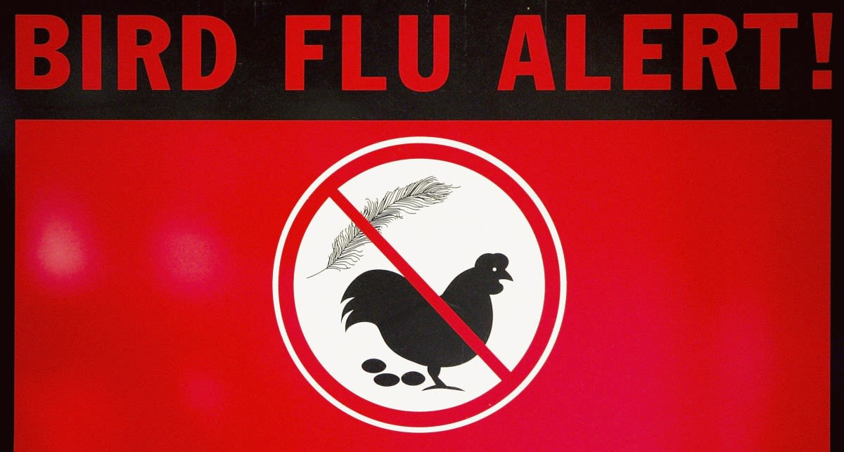 Expert reaction: Bird flu outbreak in Victoria and WA