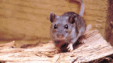 Young Eastern WA man dies after exposure to hantavirus likely carried by deer mice