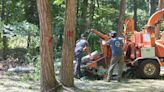 How Much Does Tree Removal Cost? Size, Type, Permits, and More