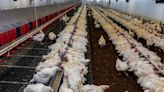 Argentina recupera importante mercado para sus productos avícolas