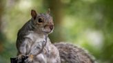 Man Shares Why His Pet Squirrel Is Upset With Him and It’s Too Funny