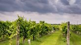 Oregon Wineries and Vineyards Seek $100M from PacifiCorp for Wildfire Smoke Damage