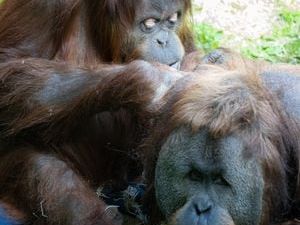 Batu, an orangutan at the Woodland Park Zoo is expecting