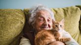 Cat poo parasite could help treat Alzheimer’s disease, scientists claim