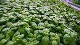 Basil sold at Trader Joe’s across 29 states, including N.Y., linked to salmonella infection