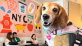 Rescue Beagle Is 'Excited About Absolutely Everything' One Year After Leaving Breeding Facility