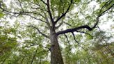 Students help plant trees for Arbor Day in Dauphin County