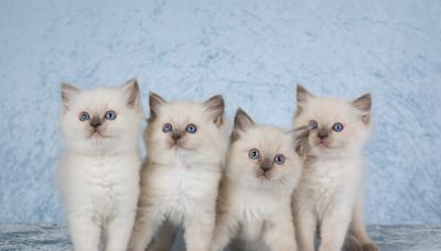 Tiny Ragdoll Kittens Take Over Dad's Pillow and It's Absolutely Precious