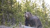 Elk hunter kills grizzly in self-defense, Idaho officials say. It’s the second in a month