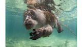 水下攝影賽最大獎拍的竟是猴子 閉氣半分鐘、下海撈螃蟹
