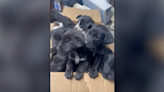 7 puppies abandoned in box at Arkansas cemetery