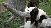 Washington's National Zoo says bye bye to beloved giant pandas