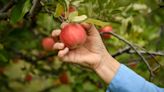 Michigan farmers anticipate an impressive apple crop, but don't expect prices to go down