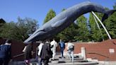 Japan Fisheries Agency proposes allowing commercial catching of fin whales - WTOP News