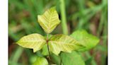 Hints from Heloise: How to recognize poison ivy and more ...