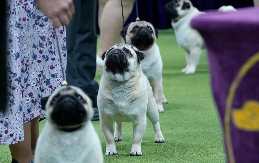 NYC dog handlers reveal how they prepare for the Westminster Dog Show: ‘It’s a very emotionally-fueled sport’