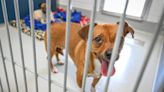 Fresno suspende licencias para perros no esterilizados ni castrados