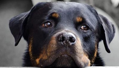 Dueños de perra asesinada en Chorrillos deben recibir S/20 mil porque mascota era considerada parte de la familia