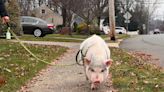 Everything you should know if you want to have a pet pig in New Jersey