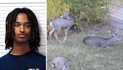 Wyoming man arrested over deer-killing spree after 9 animals found slaughtered