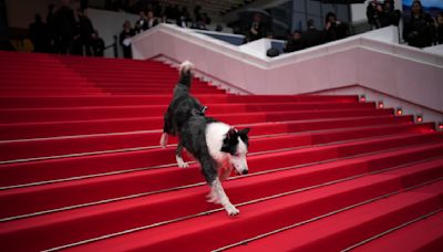 El perro Messi llega a Cannes