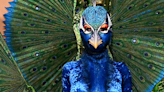 Heidi Klum is a bejewelled peacock in a velvet jumpsuit for best Halloween costume yet