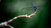 Georgia has 125 species of dragonflies, making state place to be for Dragonfly Day