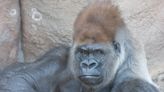 ‘Little Joe’ the Saint Louis Zoo gorilla, dies from a heart attack