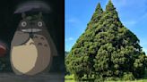 Tourists flock to 1,000-year-old cedar tree resembling Studio Ghibli's Totoro