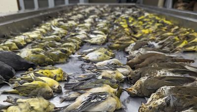 Chicago exhibition center modifying windows to prevent bird strikes after massive kill last year