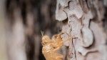 Are Cicada Exoskeletons Good for the Garden?