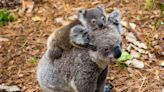 Video of Koala Mom and Baby Roaming Australia Holiday Park Is Too Cute