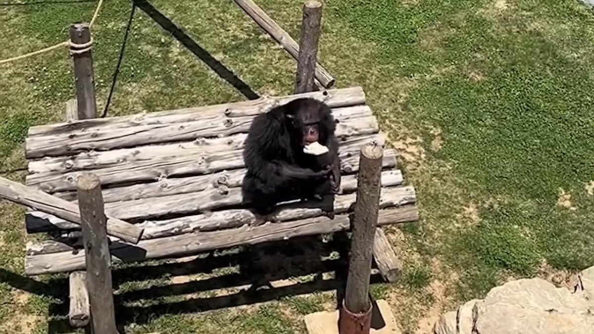 Chimpanzee returns zoo visitor's dropped shoe