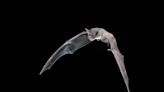 Meet Texas' state flying mammal: Bats are fuzzy foragers not to be feared