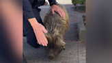 ‘Is this your pet?’ Berkeley police search for owner of wandering pig