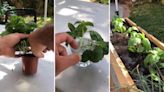 Gardener shares simple trick for saving money on store-bought herbs: ‘You can get a lot more basil out of this’