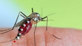 Pourquoi les piqûres de moustique démangent et provoquent des boutons