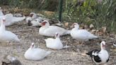 Así sobreviven la población de patos en el estanque de Canals