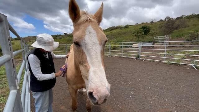 Group helping Maui fire survivors heal with horses says they're seeing 'miracles' – KION546