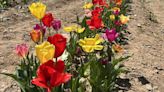 Photos from first Maryland Tulip Festival in New Windsor