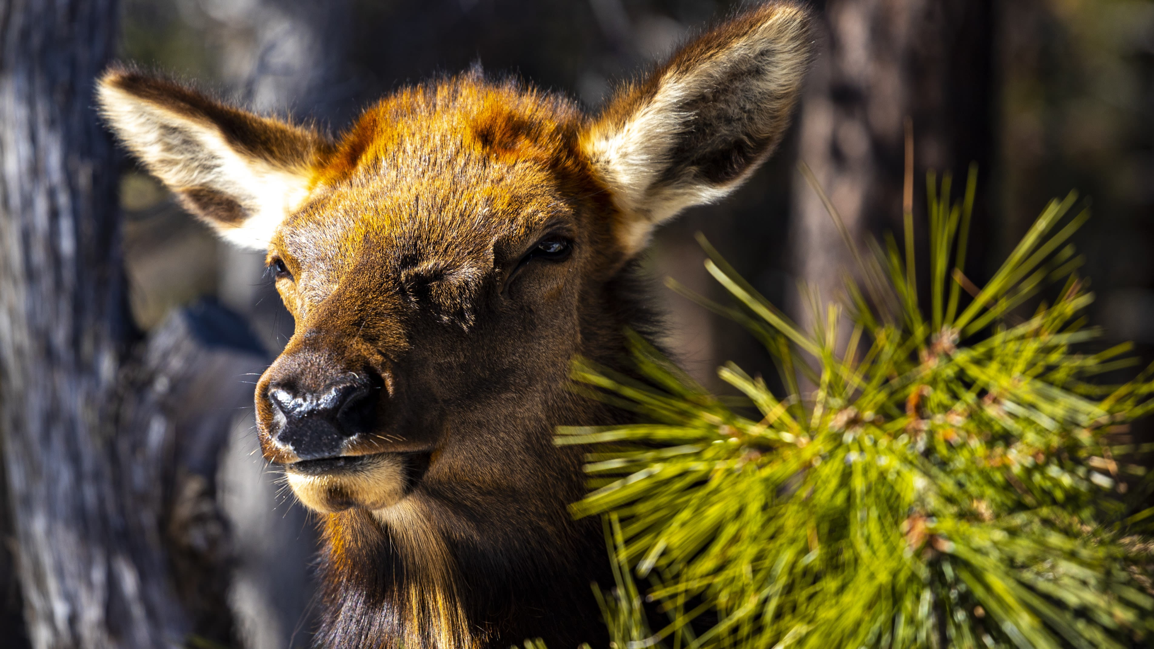 Tourists mob elk for photos at Grand Canyon – it doesn't go well