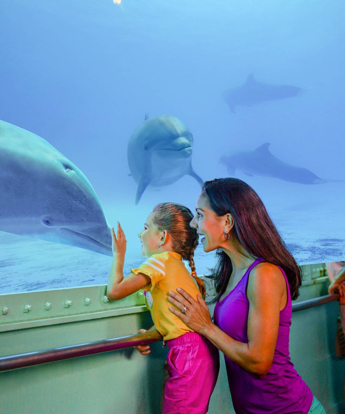 Replace the Miami Seaquarium with a real aquarium to make us proud | Opinion