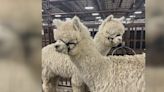 Great Midwest Alpaca Festival in Madison this weekend