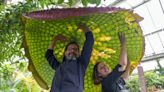 Researchers discovered a new waterlily species for the first time in over 100 years — and they're the biggest in the world