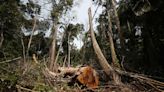 Brasil registra la primera caída de la deforestación en cinco años