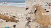 海南海邊現2米長不明生物屍體 官方：嚴重腐爛已無害化處理