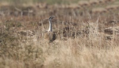 Govt approves Rs 56 crore for next phase of conservation plan for Great Indian Bustard