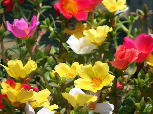 Count on these flowers to produce multitudes of blooms in your North Texas landscape