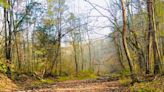 A Hiker's Path: Hunting fossils in Fallen Timber Creek at Versailles State Park